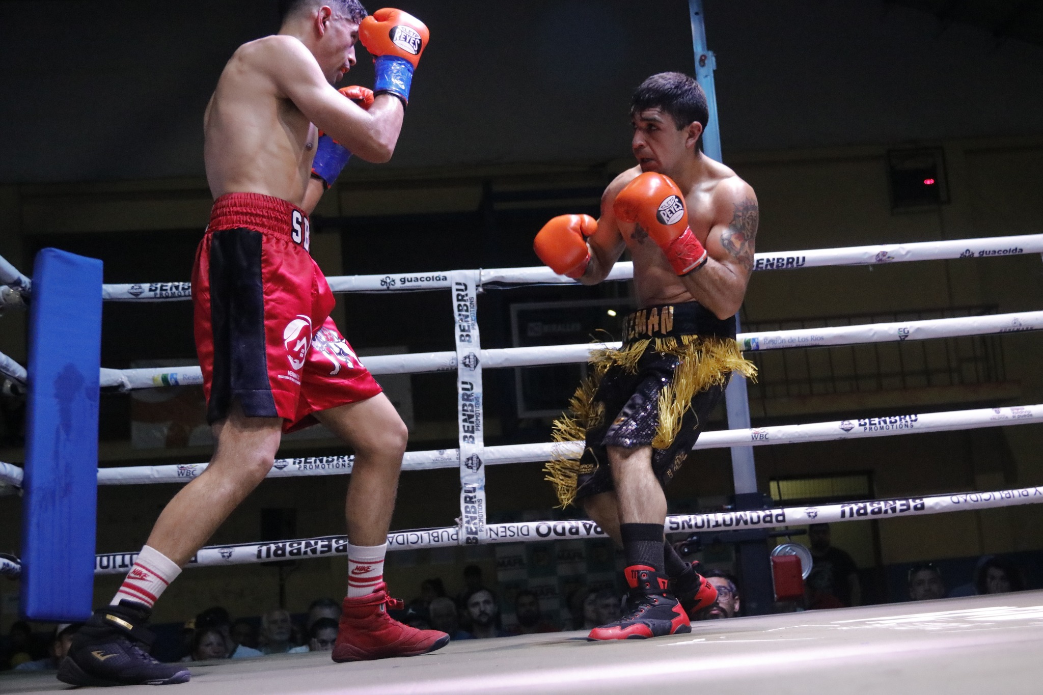 Máfil vive histórica jornada de boxeo en el Festival de la Leche 2025